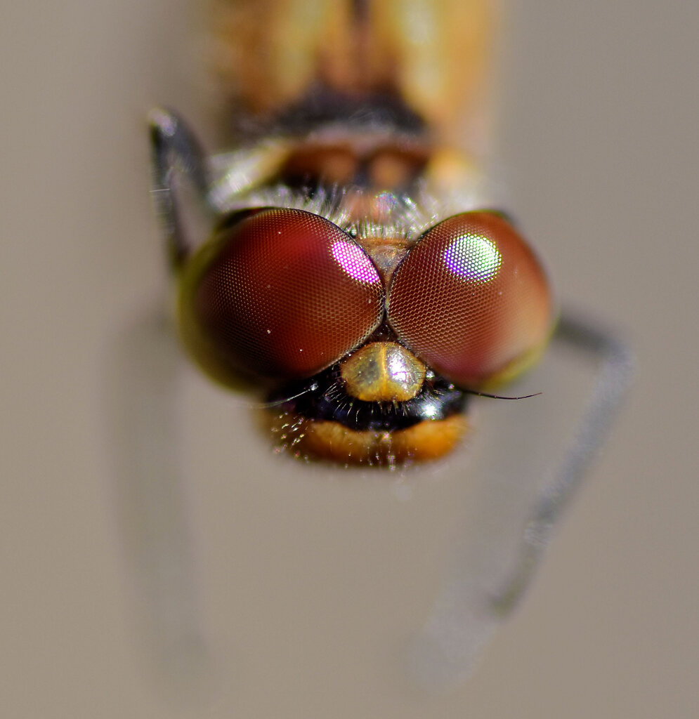 アキアカネ　６