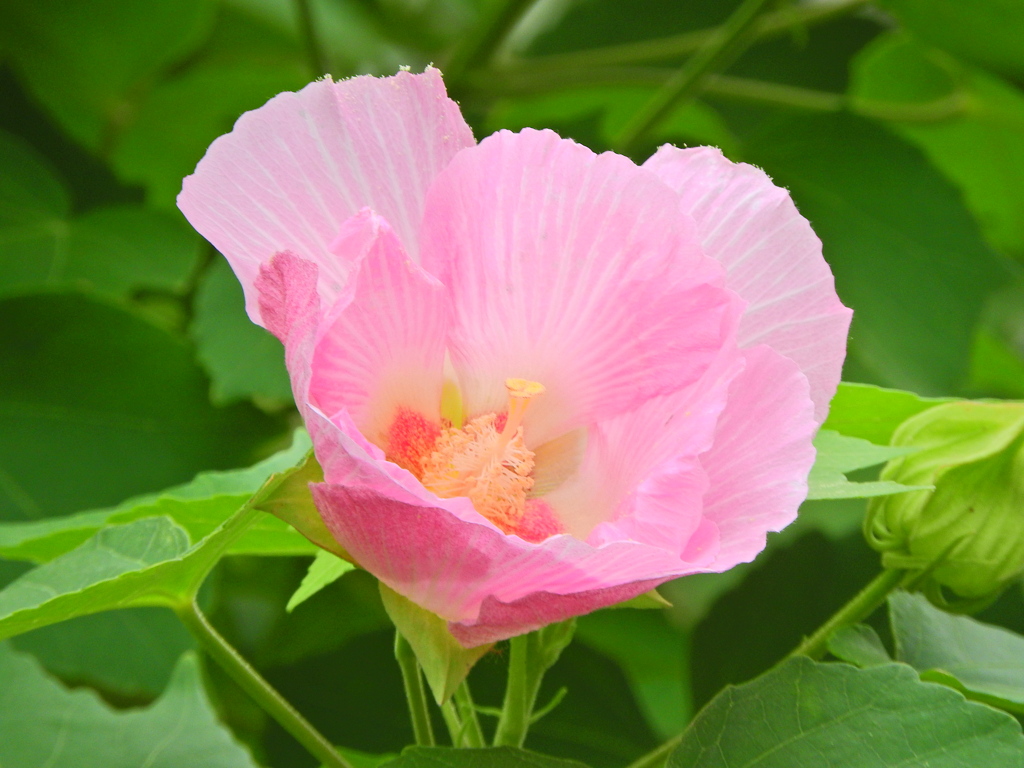 酔芙蓉　８