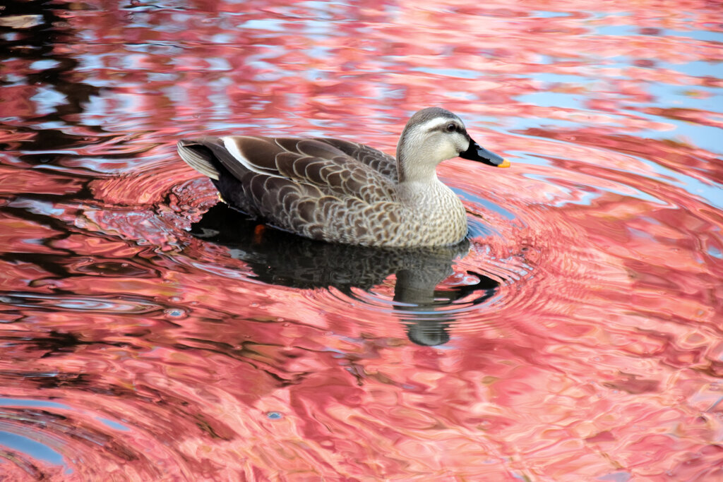 私の散歩道・・せせらぎ遊歩道　１３