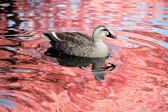 私の散歩道・・せせらぎ遊歩道　１３