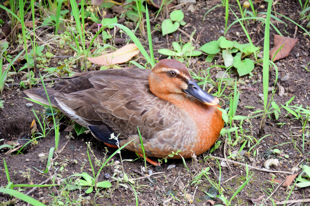 こんな色ですが・・カルガモさんですか？４