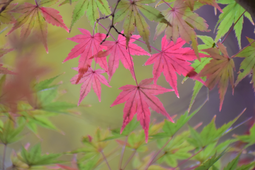 紅葉　８