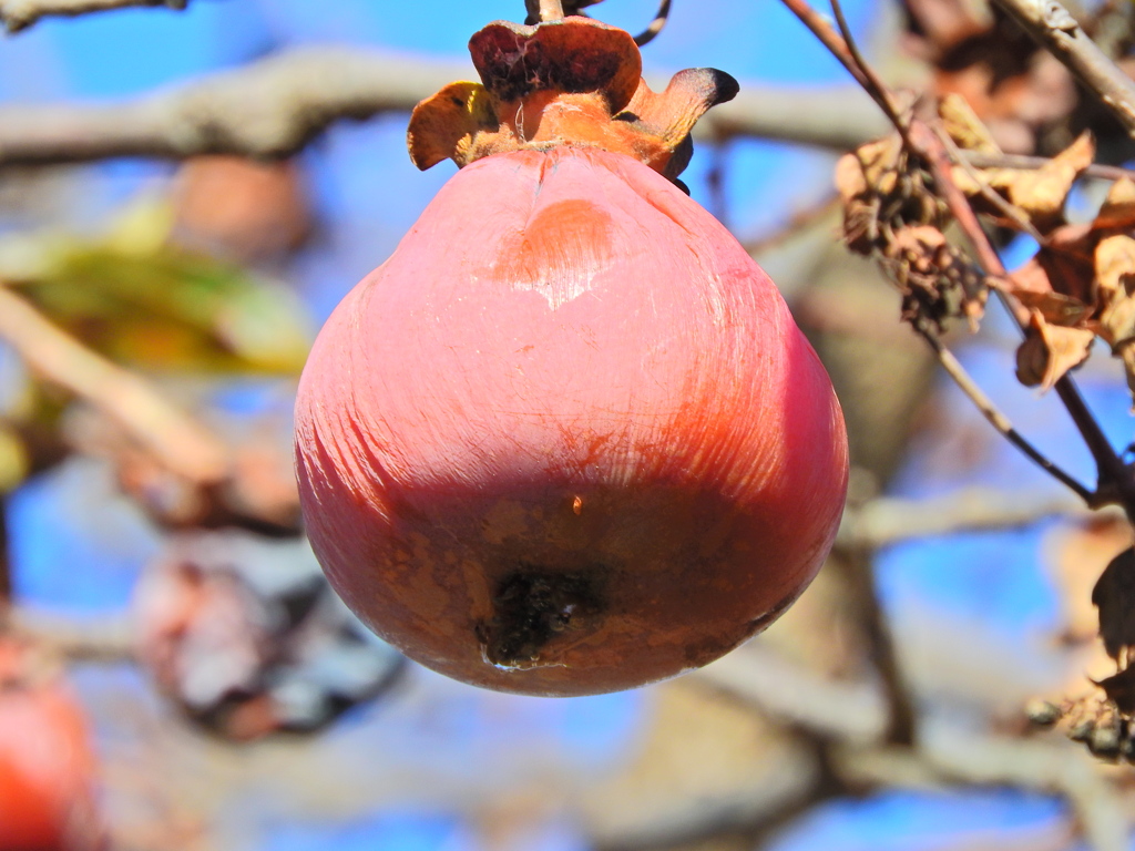 熟柿から婆柿へ・・・(￣◇￣;)　１２