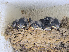 燕さんの雛ちゃん　１