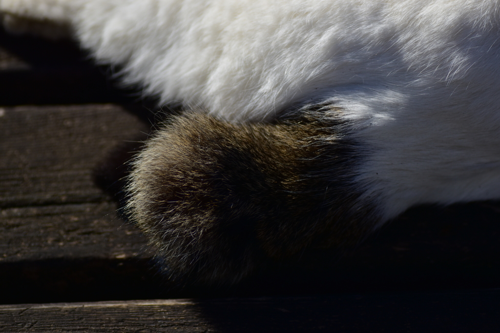 昨晩投稿した肉球の持ち猫　４