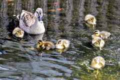 近所のせせらぎ遊歩道で今期初のカルガモの雛１０羽誕生　６