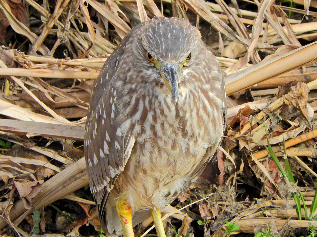 矢上川で　ゴイサギの幼鳥　ホシゴイ　８