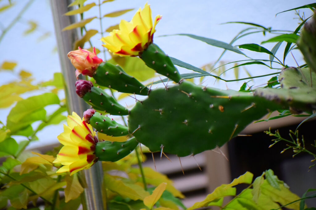 ウチワサボテンの花　６