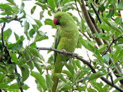 ワカケホンセイインコが林檎を喰い荒らす　４