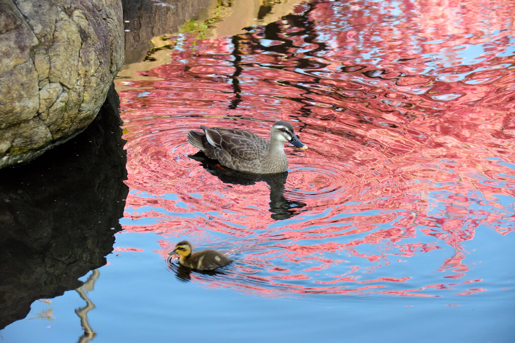 私の散歩道・・せせらぎ遊歩道　９