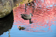 私の散歩道・・せせらぎ遊歩道　９