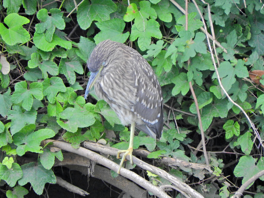 久々に矢上川で　ゴイサギの幼鳥　ホシゴイ　１