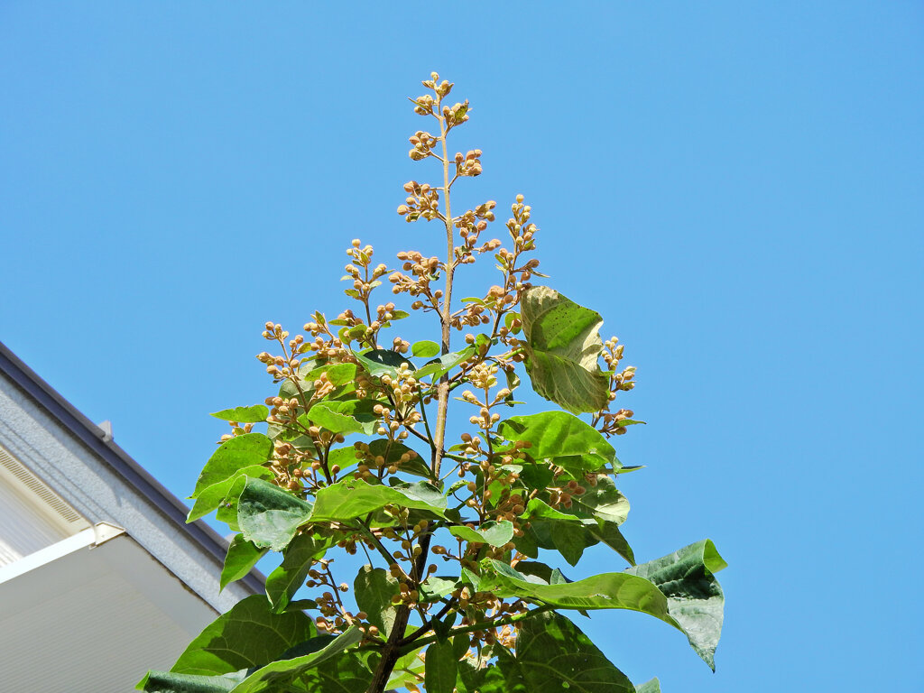 来年への準備　桐の花の蕾