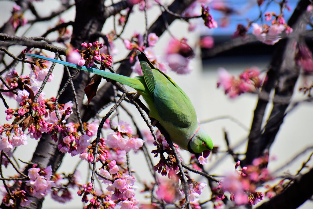 大寒桜を荒らすワカケホンセイインコ　５