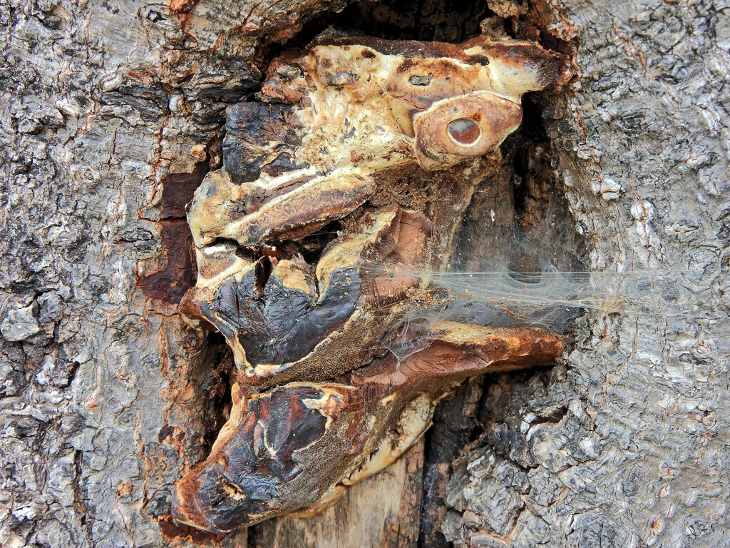 木の幹から謎の物体！！　２