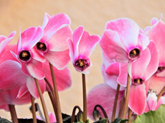 シクラメン　６