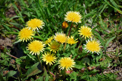 ウスジロカントウタンポポ（薄白関東蒲公英）４