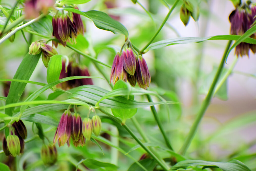 トウチクラン（唐竹蘭)　６