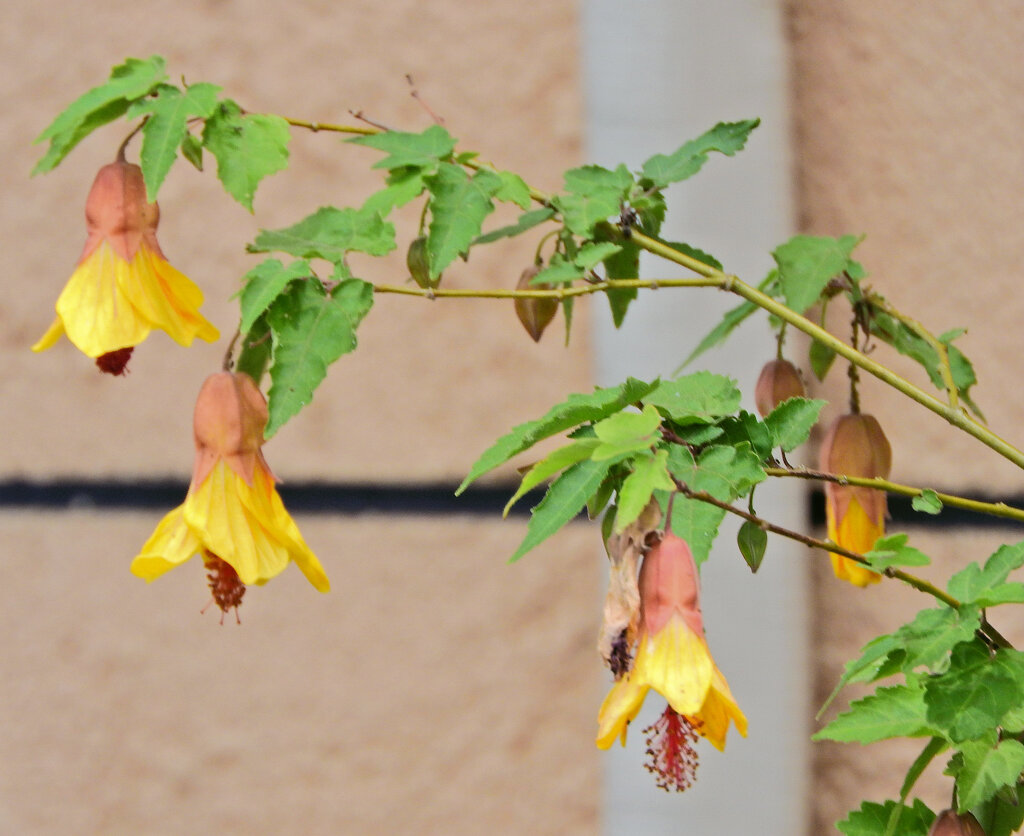 アブチロン：イエロー　３