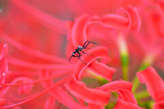 彼岸花にとまる虫さんは誰？　1/4