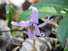 里山の斜面でカタクリの花　１