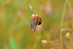 小判草にナミテントウ　２