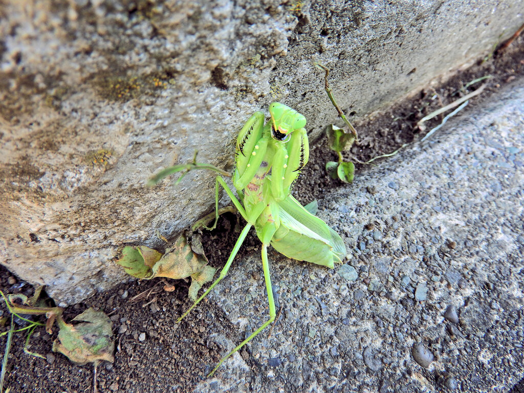 蟷螂に道を塞がれて喧嘩した・・（笑）　５