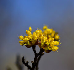山茱萸 （さんしゅゆ） 春黄金花（はるこがねばな）１