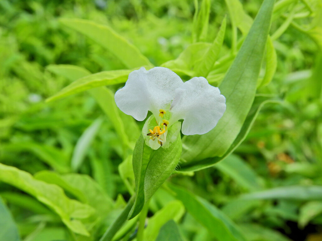 やっと見付けた　シロバナツユクサ（白花露草）2/5