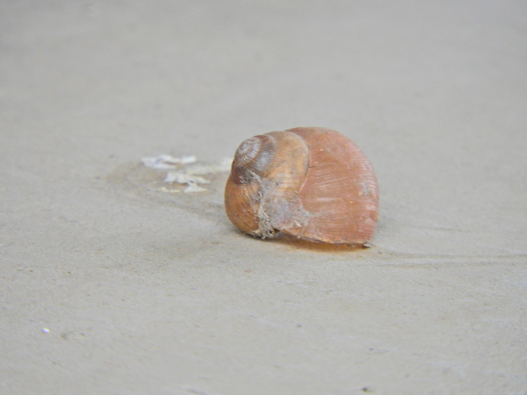 カタツムリは乾燥したら仮死状態　１