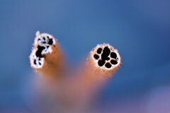 さてこれはなんでしょう？　1/2