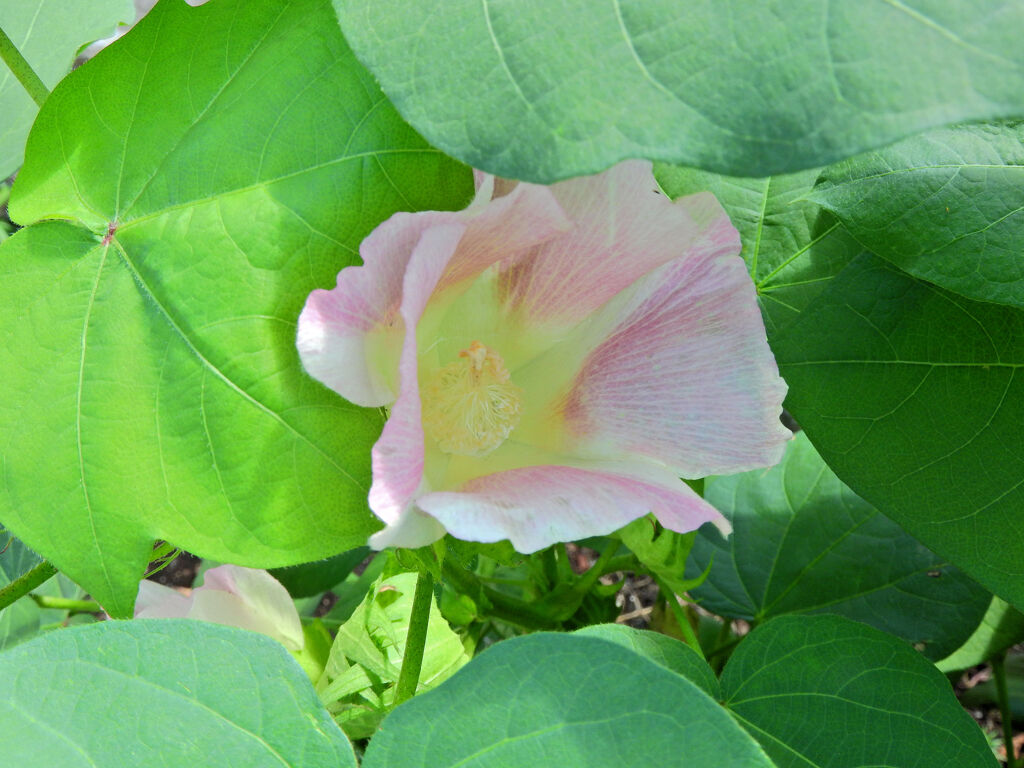 綿の花　１