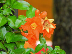 石榴の花　１