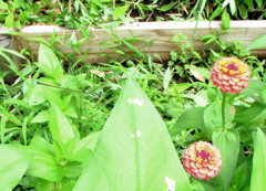 イトトンボ　１