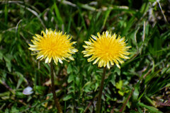 ウスジロカントウタンポポ（薄白関東蒲公英）１