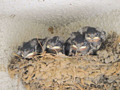 燕さんの雛ちゃん　６