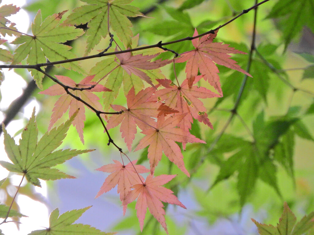 等々力緑地公園の紅葉が色付き始めました　１