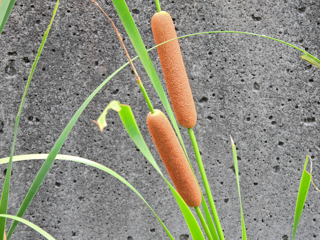 蒲 （がま）の穂　３