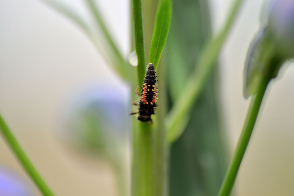 ナミテントウの幼虫