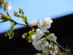 オオシマザクラ　（大島桜）１
