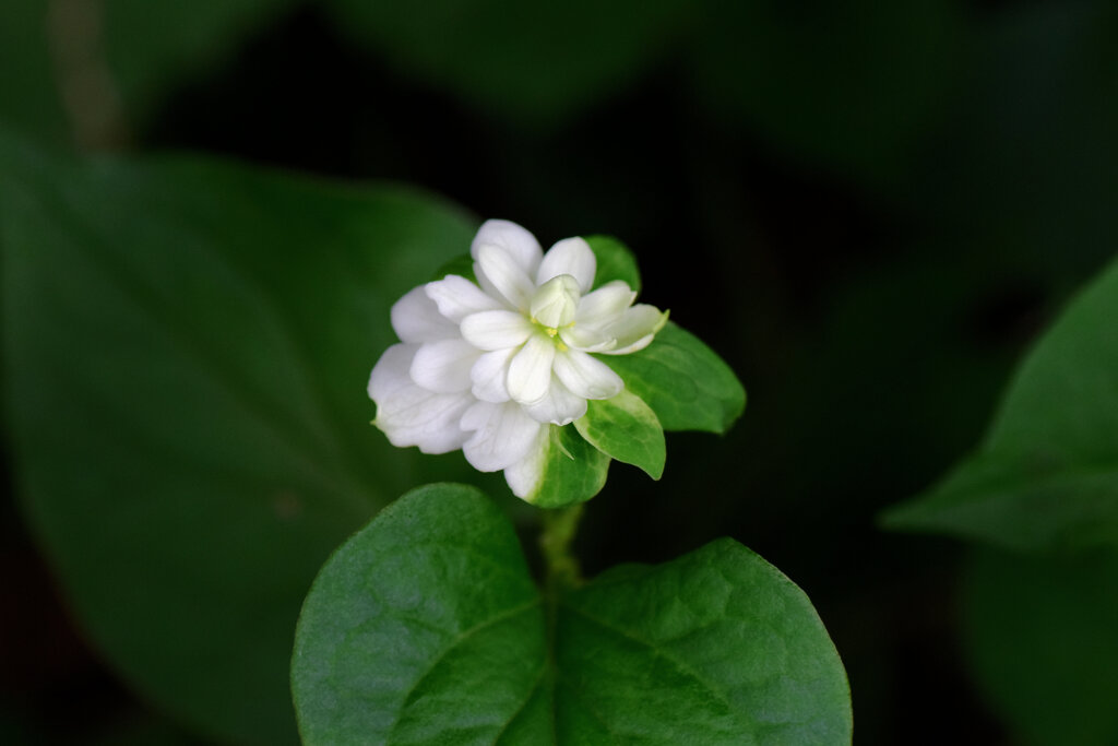 八重毒痛み（やえどくだみ）５