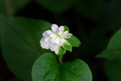 八重毒痛み（やえどくだみ）５