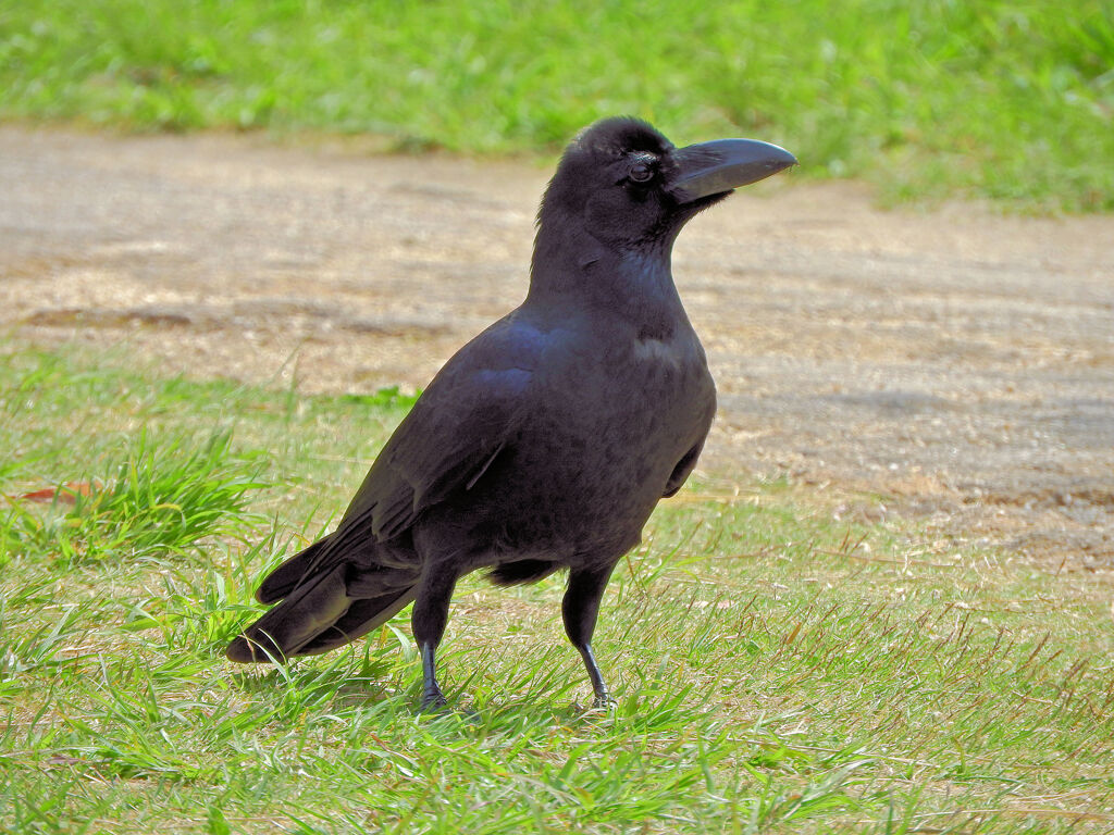 コヤツがエナガ巣立ちの撮影を邪魔した！　1/2