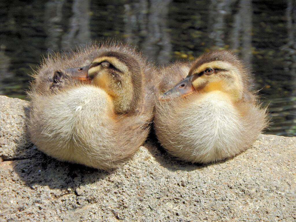 先に産まれたカルガモの雛ちゃん残った２羽です　