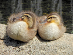 先に産まれたカルガモの雛ちゃん残った２羽です　