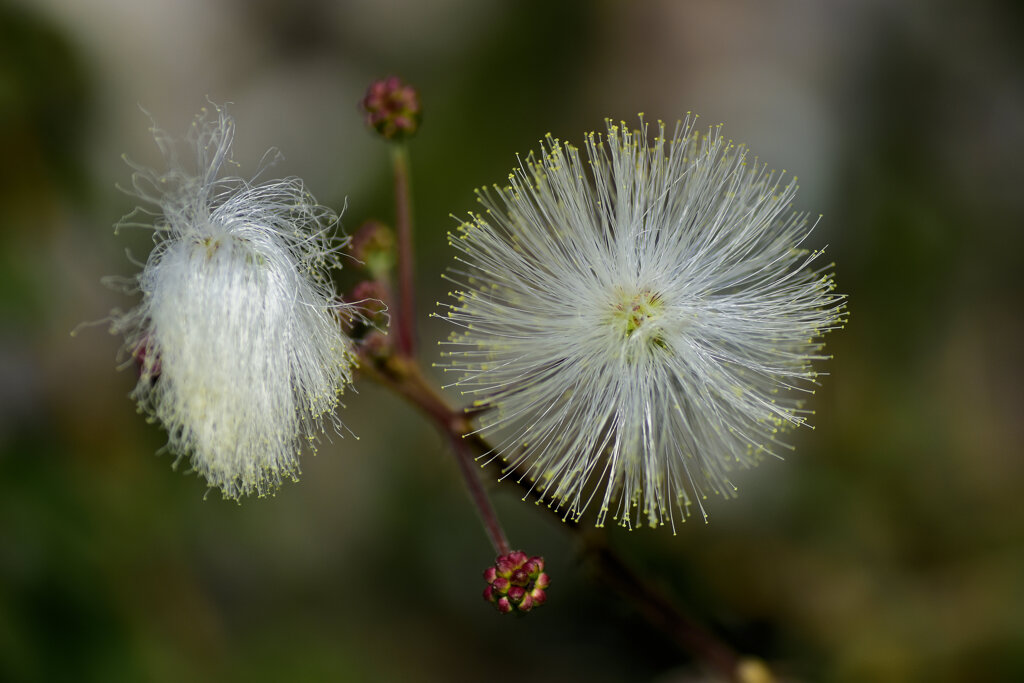 白ネムノキ　３