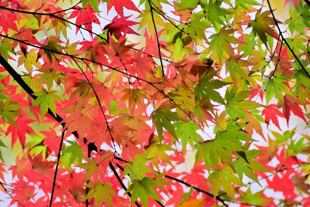 紅葉　撮り溜め　在庫処分中！　10