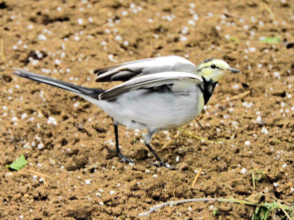 ハクセキレイの幼鳥　４