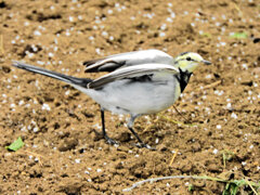 ハクセキレイの幼鳥　４
