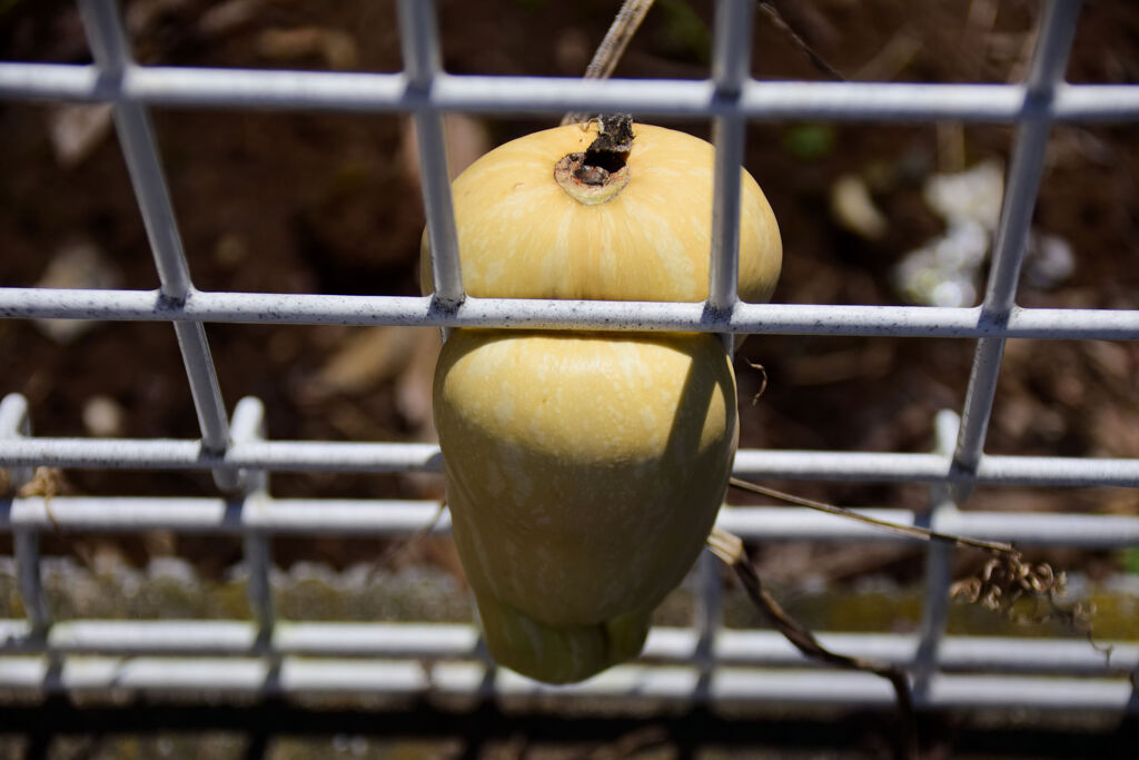 畑を逃げ出そうとしてタイ━━━━||Φ|(|´|Д|`|)|Φ||━━━━ホ４